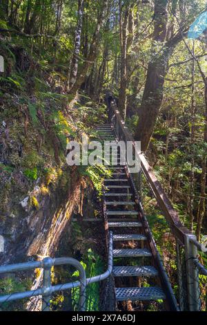 Scale che conducono al punto d'osservazione delle Philosopher Falls, Waratah, Tasmania Foto Stock