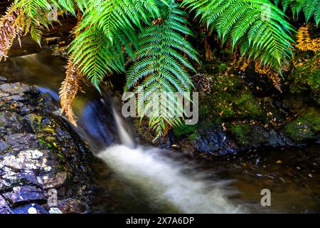 Piccola cascata con fronde di felce sovrastanti, Philosopher Falls, Waratah, Tasmania Foto Stock