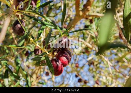 Le olive viola maturano sui rami. Le olive sui rami di un olivo maturano al sole. Primo piano di olive mature. Foto naturale di prodotti naturali Foto Stock