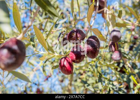 Le olive viola maturano sui rami. Le olive sui rami di un olivo maturano al sole. Primo piano di olive mature. Foto naturale di prodotti naturali Foto Stock