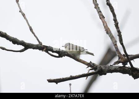 Vireo belligerante appollaiato sul ramo dell'albero Foto Stock