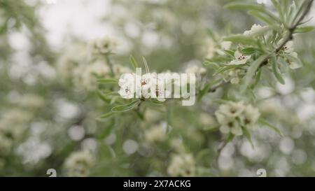 primo piano di fiori di salice, foto ampia Foto Stock