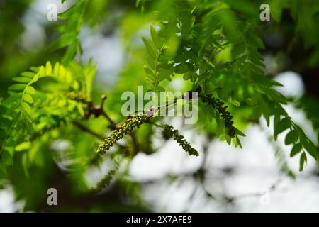Spring Honey Locust in erba Foto Stock