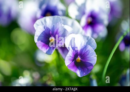 Un gruppo di pansie viola nel giardino con luce calda del sole al mattino accesa. Foto Stock