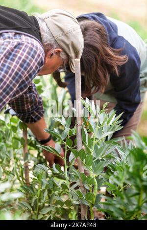 Il nonno insegna a suo nipote come raccogliere i fagioli dal giardino. Trasmettere la conoscenza tra generazioni. Foto Stock