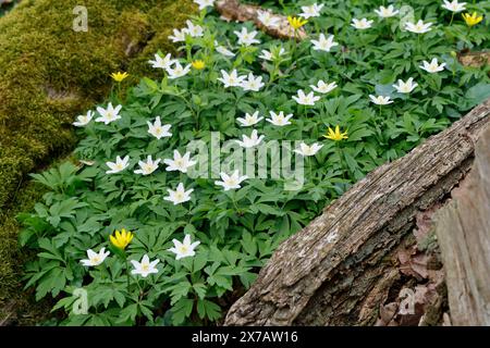 Busch-Windröschen, Buschwindröschen, Anemone nemorosa, Anemonoides nemorosa, anemone di legno, Fiore del vento, anemone del legno, Fiore del vento, anemone del legno, vento Foto Stock