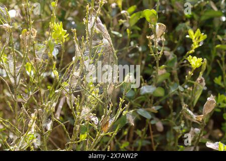 Buchsbaumzünsler, Buchsbaum-Zünsler, Raupe frisst an Buchsbaum, Buchs, Frassbild, Fraßbild, Cydalima perspectalis, Phacellura advenalis, Neoglyphodes Foto Stock