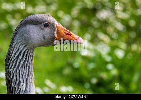 Colpo alla testa dell'oca Greylag. Foto Stock