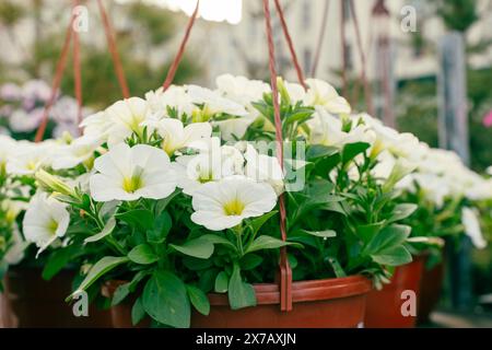 Petunie bianche in vasi appesi, Petunia, fiore di Petunia da vicino e sfondo sfocato, splendide fotografie floreali, primo piano dei fiori primaverili. Alta qu Foto Stock