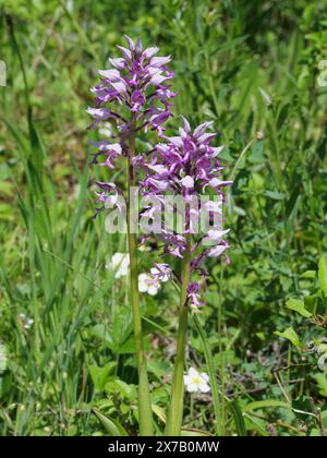 Infiorescenza dell'orchidea militare di fiori viola Orchis militaris ai margini della foresta su una prateria asciutta vicino a Margetshöchheim Foto Stock