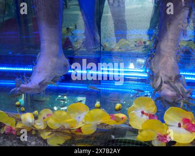 Praga, Repubblica Ceca - 10 maggio 2024: Pedicure fish spa Foto Stock