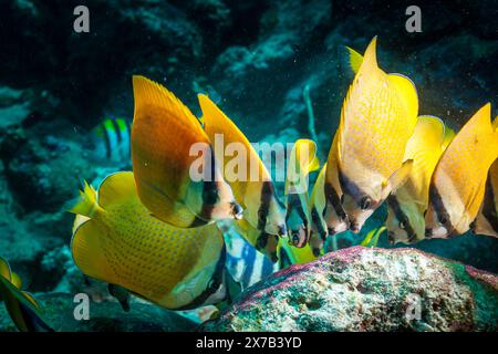 Tanzania, Zanzibar, sott'acqua, pesce farfalla Sunburst (Chaetodon kleinii) Foto Stock