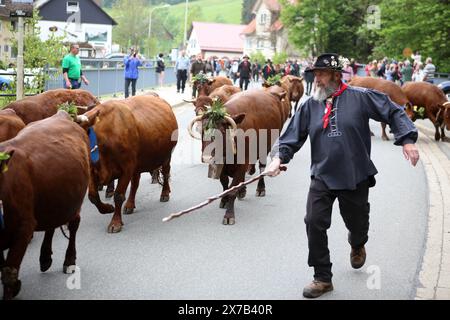 Wildemann, Germania. 19 maggio 2024. Un bovino accompagna un branco di 18 mucche e due vitelli Harz Red attraverso il villaggio durante il tradizionale viaggio di bestiame. Gli animali decorati a festa furono portati da un prato ad una fattoria. Crediti: Stefan Rampfel/dpa/Alamy Live News Foto Stock