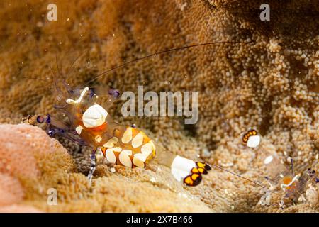 Tanzania, Zanzibar, sott'acqua, gamberi di anemone di vetro, gamberi di anemone con coda di pavone (Periclimenes brevicarpalis) Foto Stock