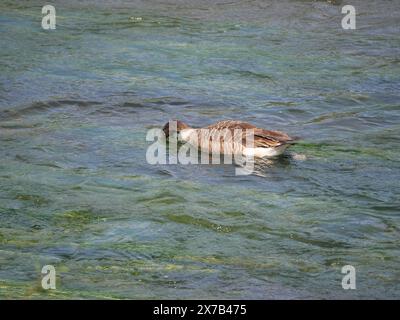 Un'oca grigia nuota contro la corrente sulla superficie del fiume Foto Stock