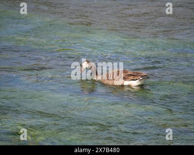 Un'oca grigia nuota contro la corrente sulla superficie del fiume Foto Stock