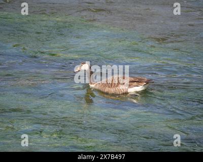 Un'oca grigia nuota contro la corrente sulla superficie del fiume Foto Stock