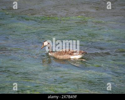 Un'oca grigia nuota contro la corrente sulla superficie del fiume Foto Stock