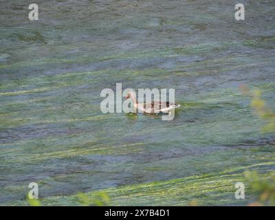 Un'oca grigia nuota contro la corrente sulla superficie del fiume Foto Stock