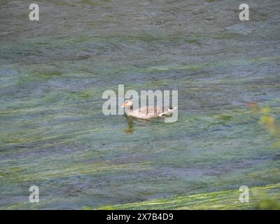 Un'oca grigia nuota contro la corrente sulla superficie del fiume Foto Stock