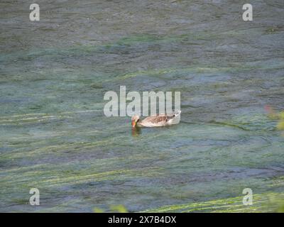 Un'oca grigia nuota contro la corrente sulla superficie del fiume Foto Stock