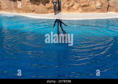 Puerto de la Cruz, Tenerife, Spagna - 08.12.2023: Delfini tursiopi e allenatori che si esibiscono in loro Parque Foto Stock