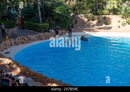 Puerto de la Cruz, Tenerife, Spagna - 08.12.2023: Delfini tursiopi e allenatori che si esibiscono in loro Parque Foto Stock