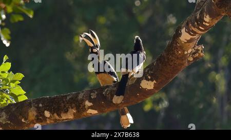 Oriental Pied Hornbills arroccato su un ramo nel loro habitat naturale, Foto Stock