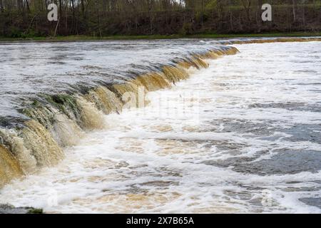 Vimba (Vimba vimba) pesci che saltano sopra la cascata sul fiume Venta, Kuldiga, Lettonia. Foto Stock