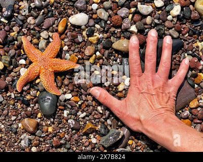 Spiaggia di Red Rock, vicino a Dawlish, Devon, Regno Unito. 19 maggio 2024. Meteo nel Regno Unito: Stelle marine sulla spiaggia di Red Rock, vicino a Dawlish, Devon crediti: Nidpor/Alamy Live News Foto Stock