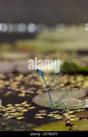 Accoppiamento di Damselflies azzurre (puella di Coenagrion) su uno stagno Foto Stock