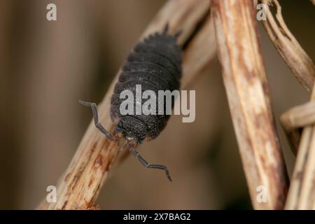 Comune tovaglia ruvida - scaber Porcellio Foto Stock