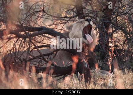 Un leone africano, Panthera Leo, nel Parco Nazionale di Pilanesberg in Sud Africa Foto Stock