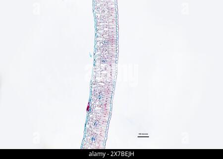 Foglia di Privet, sezione trasversale sotto un microscopio con ingrandimento 10 volte superiore Foto Stock