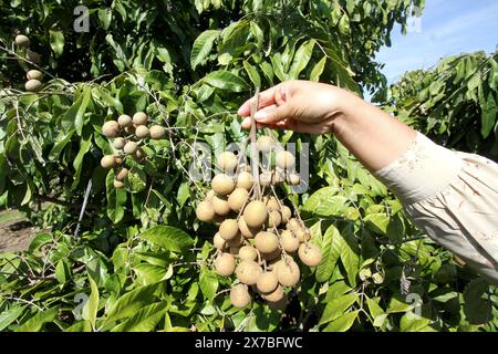 Sukoharjo, Indonesia. 19 maggio 2024. Un abitante del villaggio mostra frutti longan nel villaggio Triyagan nel distretto di Sukoharjo, Giava centrale, Indonesia, 19 maggio 2024. Crediti: Bram Selo/Xinhua/Alamy Live News Foto Stock