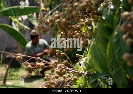 Sukoharjo, Indonesia. 19 maggio 2024. Un abitante del villaggio raccoglie frutti longan nel villaggio Triyagan nel distretto di Sukoharjo, Giava centrale, Indonesia, 19 maggio 2024. Crediti: Bram Selo/Xinhua/Alamy Live News Foto Stock