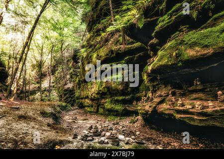 Nella profonda foresta della Svizzera sassone, parco nazionale, arenaria dell'Elba, muschio, sentiero del pittore, escursioni Foto Stock