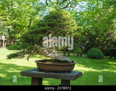 Bellissimo albero di conifere bonsai nel giardino botanico di Praga. Il bonsai è nano in una pentola di ceramica, una miniatura della forma originale di un grande, vecchio albero dentro Foto Stock