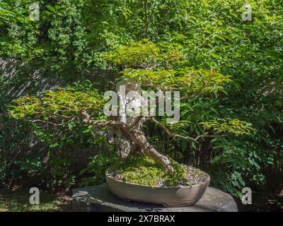 Bellissimo albero di bonsai deciduo nel giardino botanico di Praga. Il bonsai è nano in una pentola di ceramica, una miniatura della forma originale di un grande e vecchio albero Foto Stock