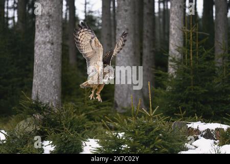 Un grande gufo cornuto atterra su un ceppo di alberi nella foresta. Foto Stock