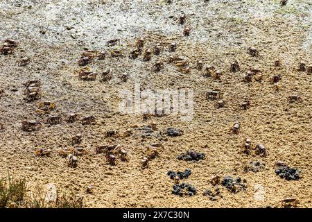 Fiddler Crab, Uca pugnax o tangeri nel Parco naturale Ria Formosa, Algarve, Portogallo. Foto Stock