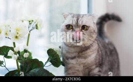 Simpatica leccata di gatto su davanzale interessata a fiorire il geranio Foto Stock