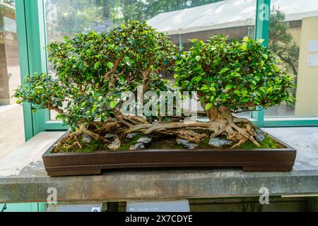 Due alberi di bonsai in un giardino a Federal Way, Washington. Foto Stock