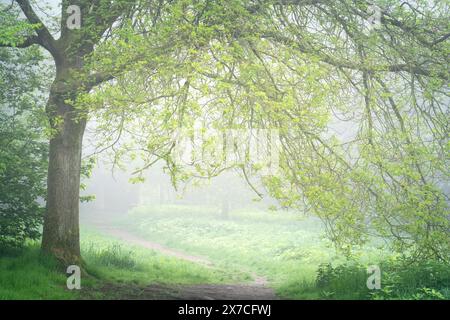 I verdi della tarda primavera suonano sullo sfondo soffice di una mattina di primavera nebbiosa nel bosco misto di Chevin Forest Park sopra Otley. Foto Stock