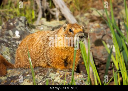 Marmotta con panciute gialle (Marmota flaviventris), Malheur National Wildlife Refuge, Oregon Foto Stock