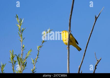 Giallo Warbler (Setophaga petechia), Malheur National Wildlife Refuge, Oregon Foto Stock