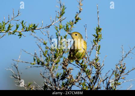 Warbler con corona arancione (Leiothlypis celata), Malheur National Wildlife Refuge, Oregon Foto Stock