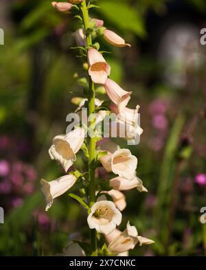 Guanto di foca cremoso e alto (digitalis Purpurea) in fiore. I fiori sono buoni per api e insetti, dato che lo stallo è all'interno della forma tubolare Foto Stock