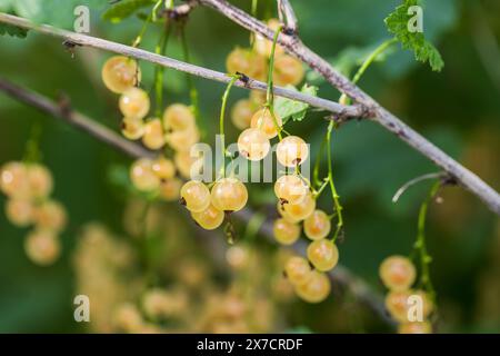 Foto macro di bacche gialle con messa a fuoco morbida selettiva. Il ribes bianco o whitecurrant è un gruppo di cultivar del ribes rosso. Ribes rubrum Foto Stock