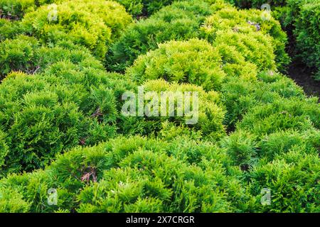 Lo sfondo verde è rami di tuja, foto naturale con messa a fuoco morbida e selettiva Foto Stock